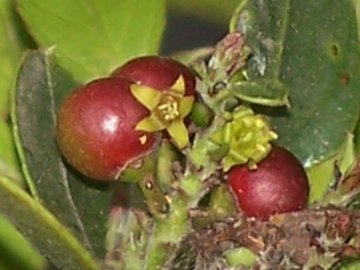 Rhamnus alaternus / Ranno lanterno
